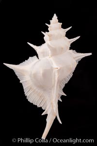 Alabaster Murex, Siratus alabaster