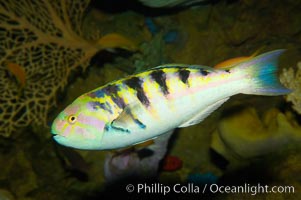 Sixbar wrasse, Thalassoma hardwicke