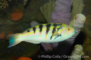 Sixbar wrasse, Thalassoma hardwicke