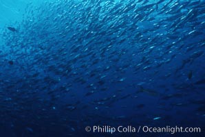 Skipjack tuna school at Roca Partida, Revilligigedos, Katsuwonus pelamis