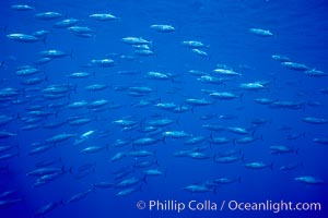 Skipjack tuna school at Roca Partida, Revilligigedos, Katsuwonus pelamis