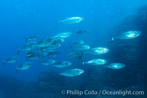 Skipjack tuna, Los Islotes, Sea of Cortez, Baja California, Mexico