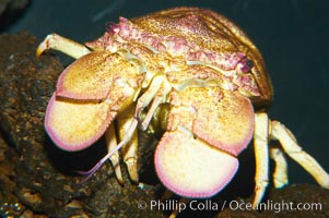 Slipper lobster, Scyllarides squamosus