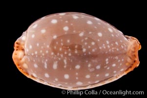 Slug-Like Cowrie, Cypraea limacina