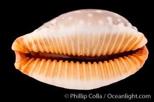 Slug-Like Cowrie, Cypraea limacina