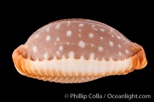 Slug-Like Cowrie, Cypraea limacina