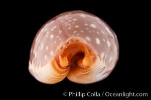 Slug-Like Cowrie, Cypraea limacina