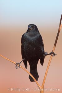 Small black bird.