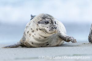 Pacific Harbor Seal Pup About Two Weeks Old, hauled out on a white sand beach along the coast of San Diego. This young seal will be weaned off its mothers milk and care when it is about four to six weeks old, and before that time it must learn how to forage for food on its own, a very difficult time for a young seal, Phoca vitulina richardsi, La Jolla, California