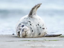 Pacific Harbor Seal Pup About Two Weeks Old, hauled out on a white sand beach along the coast of San Diego. This young seal will be weaned off its mothers milk and care when it is about four to six weeks old, and before that time it must learn how to forage for food on its own, a very difficult time for a young seal, Phoca vitulina richardsi, La Jolla, California