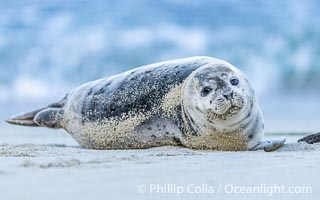 Pacific Harbor Seal Pup About Two Weeks Old, hauled out on a white sand beach along the coast of San Diego. This young seal will be weaned off its mothers milk and care when it is about four to six weeks old, and before that time it must learn how to forage for food on its own, a very difficult time for a young seal, Phoca vitulina richardsi, La Jolla, California