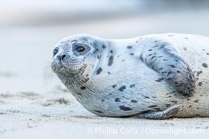 Pacific Harbor Seal Pup About Two Weeks Old, hauled out on a white sand beach along the coast of San Diego. This young seal will be weaned off its mothers milk and care when it is about four to six weeks old, and before that time it must learn how to forage for food on its own, a very difficult time for a young seal, Phoca vitulina richardsi, La Jolla, California