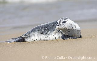 Pacific Harbor Seal Pup About Two Weeks Old, hauled out on a white sand beach along the coast of San Diego. This young seal will be weaned off its mothers milk and care when it is about four to six weeks old, and before that time it must learn how to forage for food on its own, a very difficult time for a young seal, Phoca vitulina richardsi, La Jolla, California