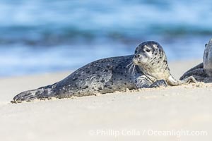 Pacific Harbor Seal Pup About Two Weeks Old, hauled out on a white sand beach along the coast of San Diego. This young seal will be weaned off its mothers milk and care when it is about four to six weeks old, and before that time it must learn how to forage for food on its own, a very difficult time for a young seal, Phoca vitulina richardsi, La Jolla, California