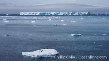 Small ice floe with penguins, with a large tabular iceberg in the distance, Antarctic Sound.