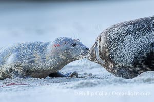 A small harbor seal pup only a few hours old, resting on a sand beach in San Diego between episodes of nursing on its mother, Phoca vitulina richardsi, La Jolla, California