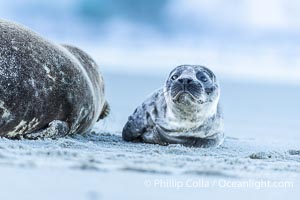 A small harbor seal pup only a few hours old, resting on a sand beach in San Diego between episodes of nursing on its mother, Phoca vitulina richardsi, La Jolla, California