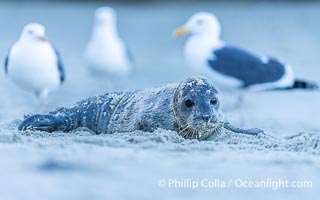 A small harbor seal pup only a few hours old, resting on a sand beach in San Diego between episodes of nursing on its mother, Phoca vitulina richardsi, La Jolla, California