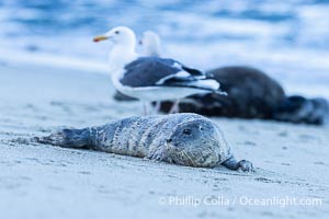 A small harbor seal pup only a few hours old, resting on a sand beach in San Diego between episodes of nursing on its mother, Phoca vitulina richardsi, La Jolla, California