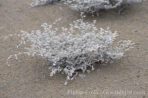 Small plants have adapted to the arid condition in the Galapagos.  Bartolome Island