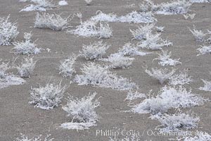 Small plants have adapted to the arid condition in the Galapagos.  Bartolome Island