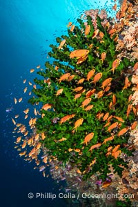 Small Reef Fishes School Next to Fijian Coral Reef, Tubastrea micrantha, Vatu I Ra Passage, Bligh Waters, Viti Levu Island