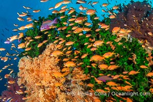 Small Reef Fishes School Next to Fijian Coral Reef, Vatu I Ra Passage, Bligh Waters, Viti Levu Island