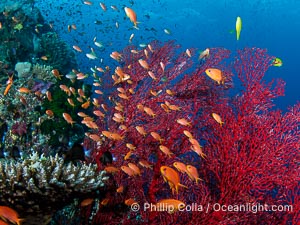 Small Reef Fishes School Next to Fijian Coral Reef