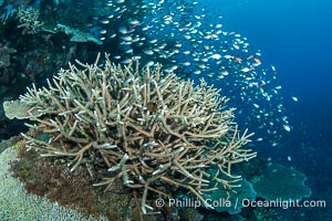 Small Reef Fishes School Next to Fijian Coral Reef