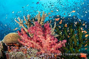 Small Reef Fishes School Next to Fijian Coral Reef