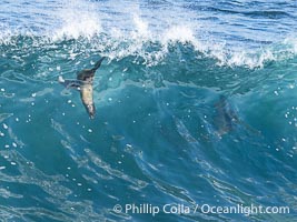 A small sea lion pup takes off on a huge wave, bodysurfing, Boomer Beach, La Jolla