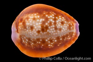 Small Silvery Honey Cowrie, Cypraea helvola argella