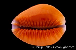 Small Silvery Honey Cowrie, Cypraea helvola argella