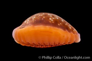 Small Silvery Honey Cowrie, Cypraea helvola argella