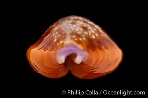 Small Silvery Honey Cowrie, Cypraea helvola argella