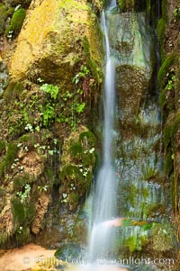 Small waterfall amidst a grotto of ferns, moss and algae. This small oasis exists year round as a result of water seeping from the red sandstone walls of Zion Canyon, Zion National Park, Utah