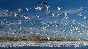 Snow geese blast off.  After resting and preening on water, snow geese are startled by a coyote, hawk or just wind and take off en masse by the thousands.  As many as 50,000 snow geese are found at Bosque del Apache NWR at times, stopping at the refuge during their winter migration along the Rio Grande River, Chen caerulescens, Bosque del Apache National Wildlife Refuge, Socorro, New Mexico