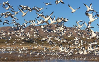 Snow geese blast off.  After resting and preening on water, snow geese are started by a coyote, hawk or just wind and take off en masse by the thousands.  As many as 50,000 snow geese are found at Bosque del Apache NWR at times, stopping at the refuge during their winter migration along the Rio Grande River, Chen caerulescens, Bosque del Apache National Wildlife Refuge, Socorro, New Mexico