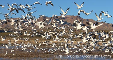 Snow geese blast off.  After resting and preening on water, snow geese are started by a coyote, hawk or just wind and take off en masse by the thousands.  As many as 50,000 snow geese are found at Bosque del Apache NWR at times, stopping at the refuge during their winter migration along the Rio Grande River, Chen caerulescens, Bosque del Apache National Wildlife Refuge, Socorro, New Mexico