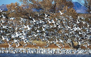 Snow geese blast off.  After resting and preening on water, snow geese are started by a coyote, hawk or just wind and take off en masse by the thousands.  As many as 50,000 snow geese are found at Bosque del Apache NWR at times, stopping at the refuge during their winter migration along the Rio Grande River, Chen caerulescens, Bosque del Apache National Wildlife Refuge, Socorro, New Mexico