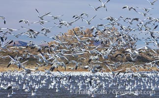 Snow geese blast off.  After resting and preening on water, snow geese are started by a coyote, hawk or just wind and take off en masse by the thousands.  As many as 50,000 snow geese are found at Bosque del Apache NWR at times, stopping at the refuge during their winter migration along the Rio Grande River, Chen caerulescens, Bosque del Apache National Wildlife Refuge, Socorro, New Mexico