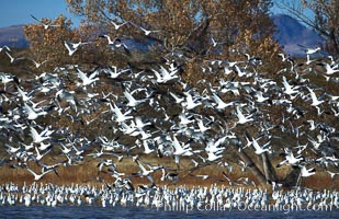 Snow geese blast off.  After resting and preening on water, snow geese are started by a coyote, hawk or just wind and take off en masse by the thousands.  As many as 50,000 snow geese are found at Bosque del Apache NWR at times, stopping at the refuge during their winter migration along the Rio Grande River, Chen caerulescens, Bosque del Apache National Wildlife Refuge, Socorro, New Mexico