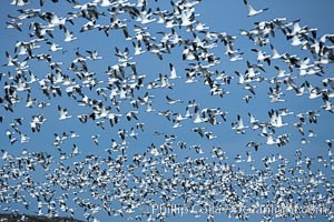 Snow geese blast off.  After resting and preening on water, snow geese are started by a coyote, hawk or just wind and take off en masse by the thousands.  As many as 50,000 snow geese are found at Bosque del Apache NWR at times, stopping at the refuge during their winter migration along the Rio Grande River, Chen caerulescens, Bosque del Apache National Wildlife Refuge, Socorro, New Mexico