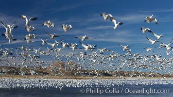 Snow geese blast off.  After resting and preening on water, snow geese are started by a coyote, hawk or just wind and take off en masse by the thousands.  As many as 50,000 snow geese are found at Bosque del Apache NWR at times, stopping at the refuge during their winter migration along the Rio Grande River, Chen caerulescens, Bosque del Apache National Wildlife Refuge, Socorro, New Mexico