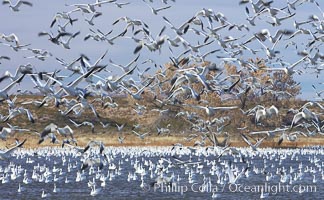 Snow geese blast off.  After resting and preening on water, snow geese are started by a coyote, hawk or just wind and take off en masse by the thousands.  As many as 50,000 snow geese are found at Bosque del Apache NWR at times, stopping at the refuge during their winter migration along the Rio Grande River, Chen caerulescens, Bosque del Apache National Wildlife Refuge, Socorro, New Mexico