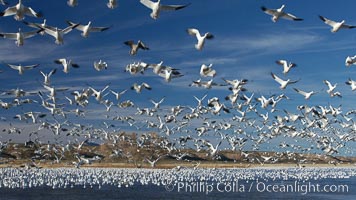 Snow geese blast off.  After resting and preening on water, snow geese are started by a coyote, hawk or just wind and take off en masse by the thousands.  As many as 50,000 snow geese are found at Bosque del Apache NWR at times, stopping at the refuge during their winter migration along the Rio Grande River, Chen caerulescens, Bosque del Apache National Wildlife Refuge, Socorro, New Mexico