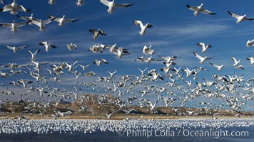 Snow geese blast off.  After resting and preening on water, snow geese are started by a coyote, hawk or just wind and take off en masse by the thousands.  As many as 50,000 snow geese are found at Bosque del Apache NWR at times, stopping at the refuge during their winter migration along the Rio Grande River, Chen caerulescens, Bosque del Apache National Wildlife Refuge, Socorro, New Mexico