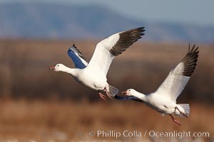 Snow geese in flight.