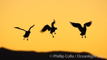 Snow geese in flight, at sunrise with rich early morning sky colors, Chen caerulescens, Bosque del Apache National Wildlife Refuge, Socorro, New Mexico