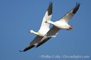 Snow geese in flight, Chen caerulescens, Bosque del Apache National Wildlife Refuge, Socorro, New Mexico